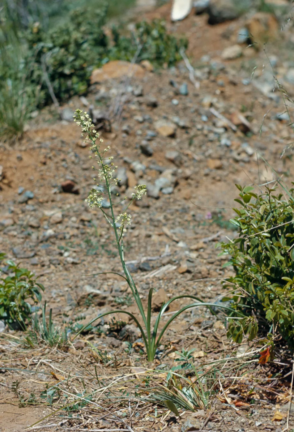 Zygadenus micranthus,lily family,Curry County, Oregon