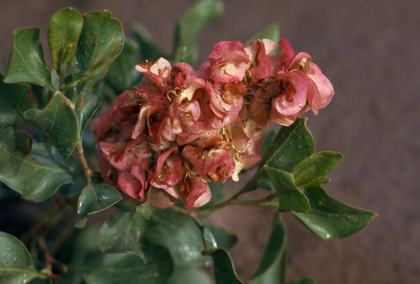 Rumex venosus, Veined Dock, Southeastern Oregon
