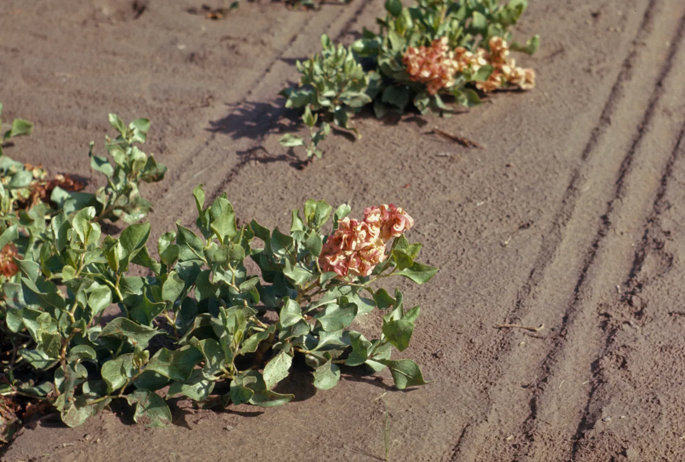 Rumex venosus, Veined Dock, Southeastern Oregon