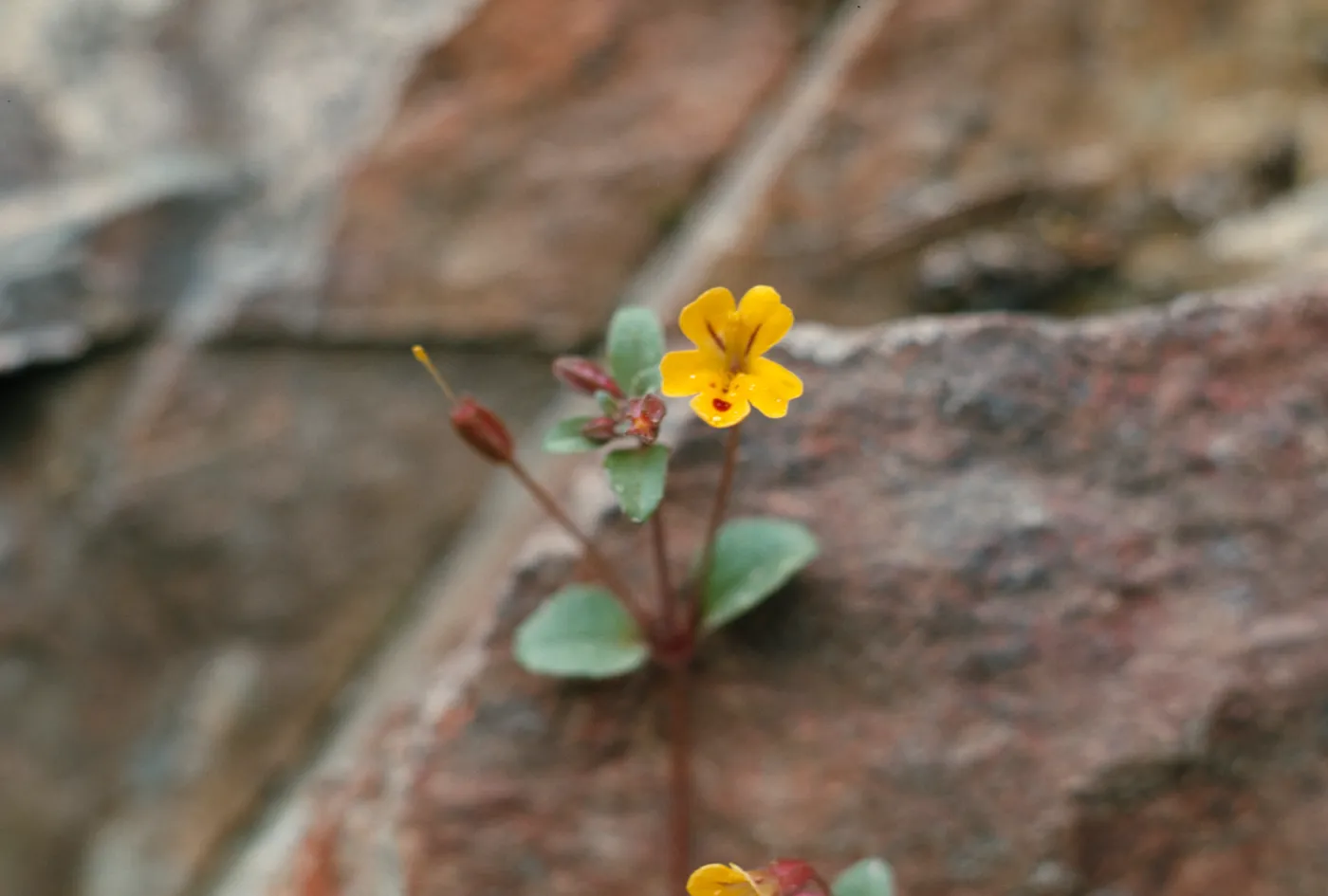 Mimulus alsinoides, dougl., Josephine County, Oregon