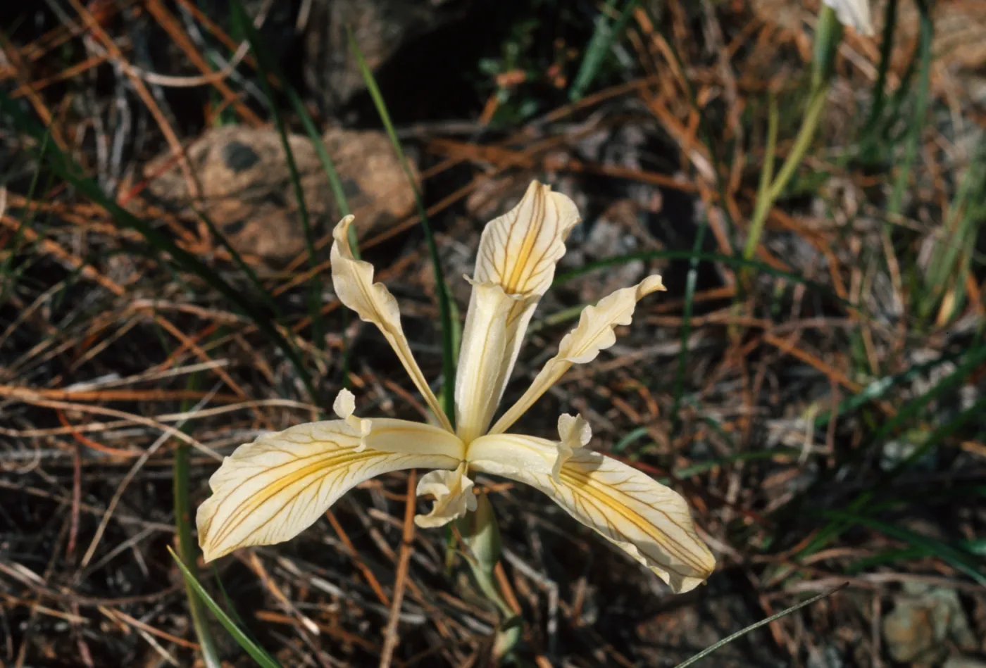 Iris chrysophylla, how., Josephine County, Oregon