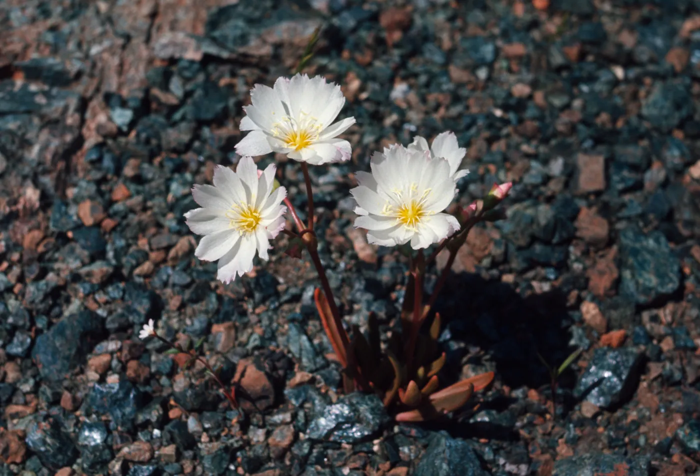 Lewisia oppositifolia, Josephine County, Oregon