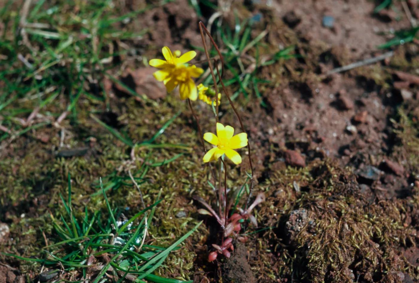 Crocidium multicaule, gold star, Grants Pass, Oregon