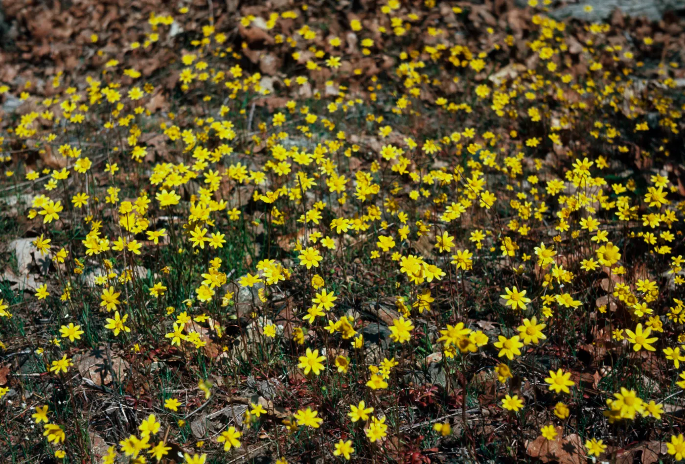 Crocidium multicaule, gold star, Grants Pass, Oregon