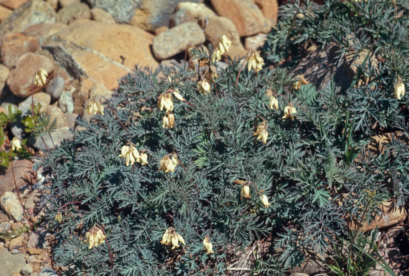 Dicentra oregona, eastw., Oregon bleedingheart, Josephine County, Oregon