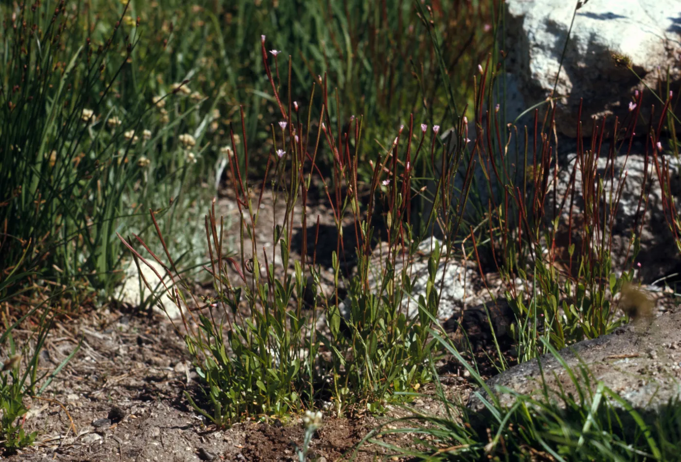 epilobium clavatum , Wallowa County, Oregon