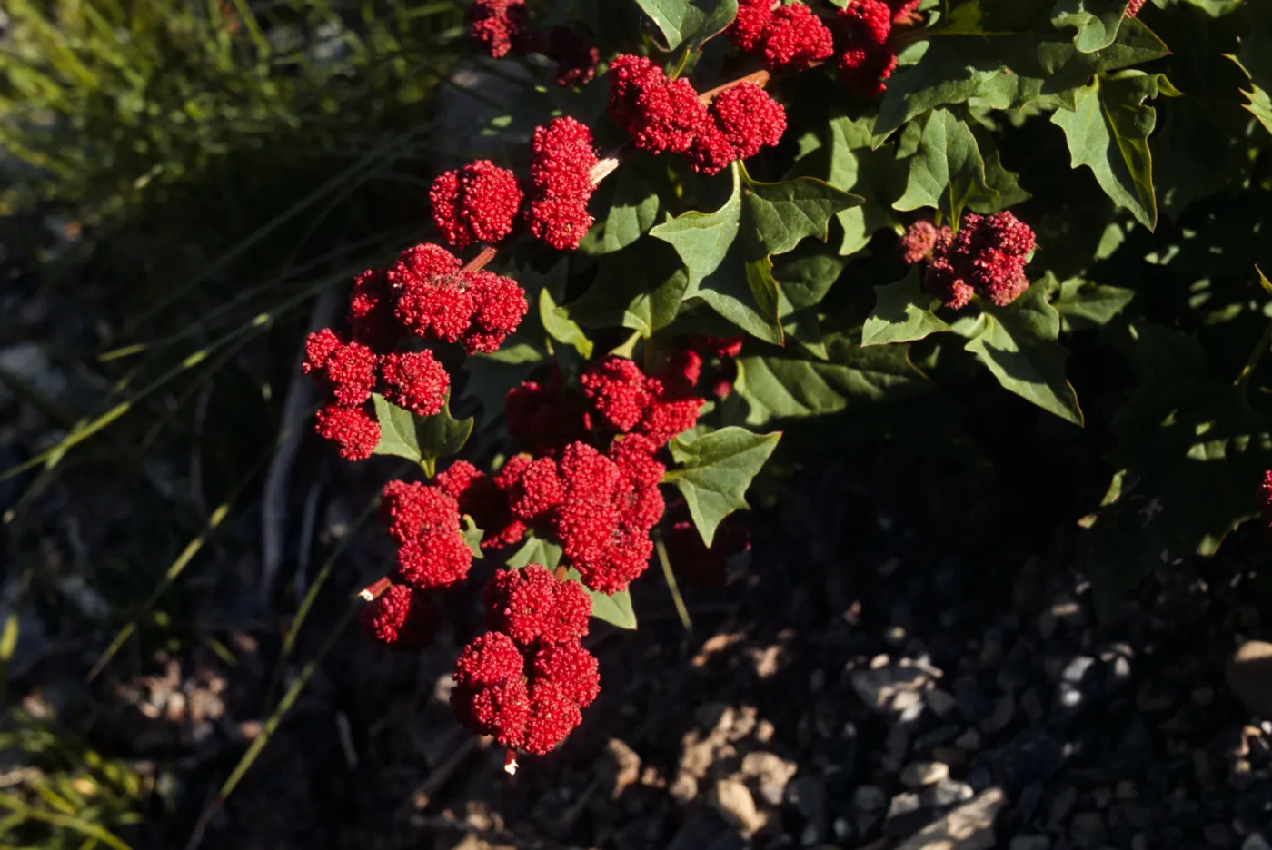 Chenopodium capitatum, strawberry blite, Rampart Camp, Canada