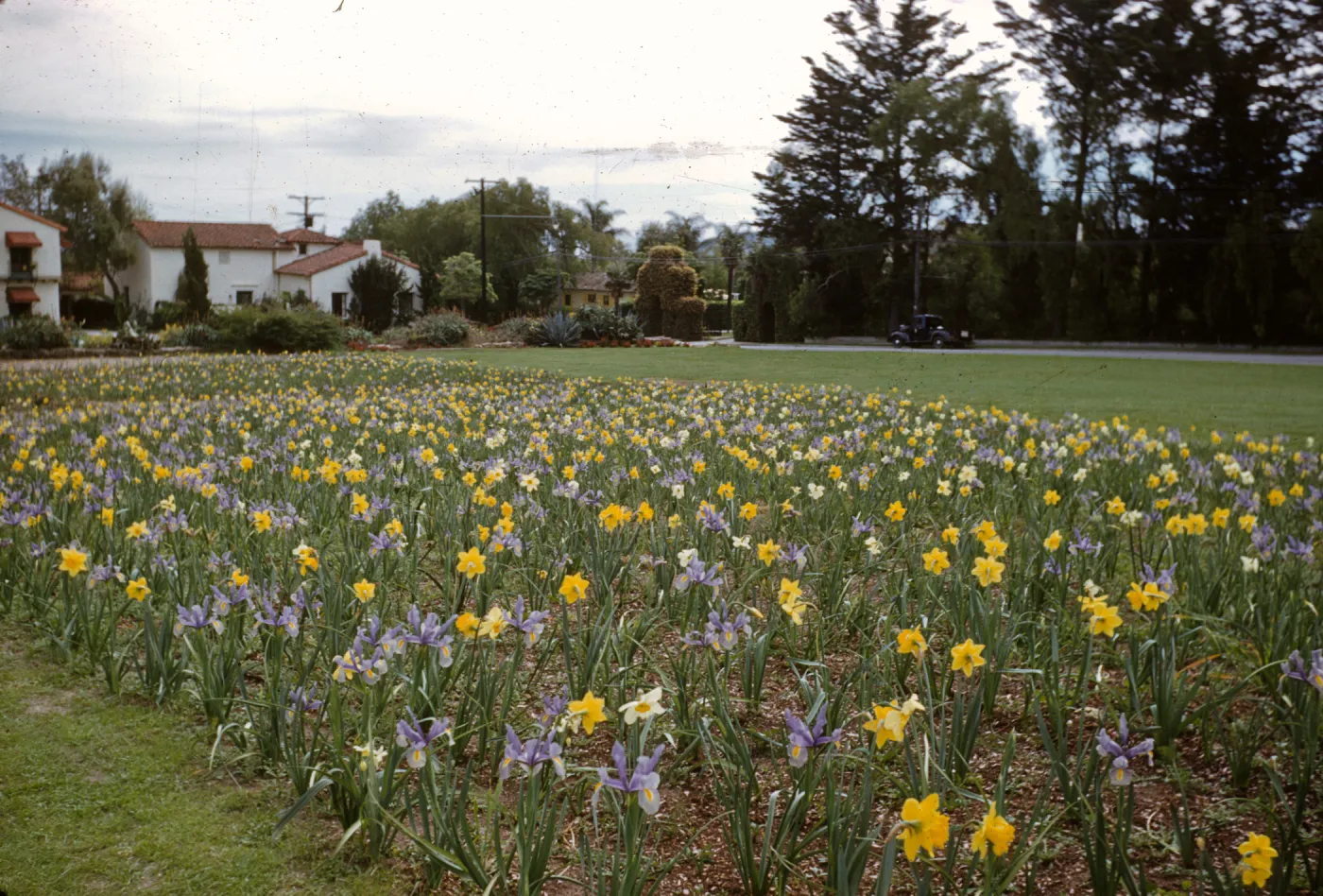 iris, daffodils, Mission Garden, Santa Barbara