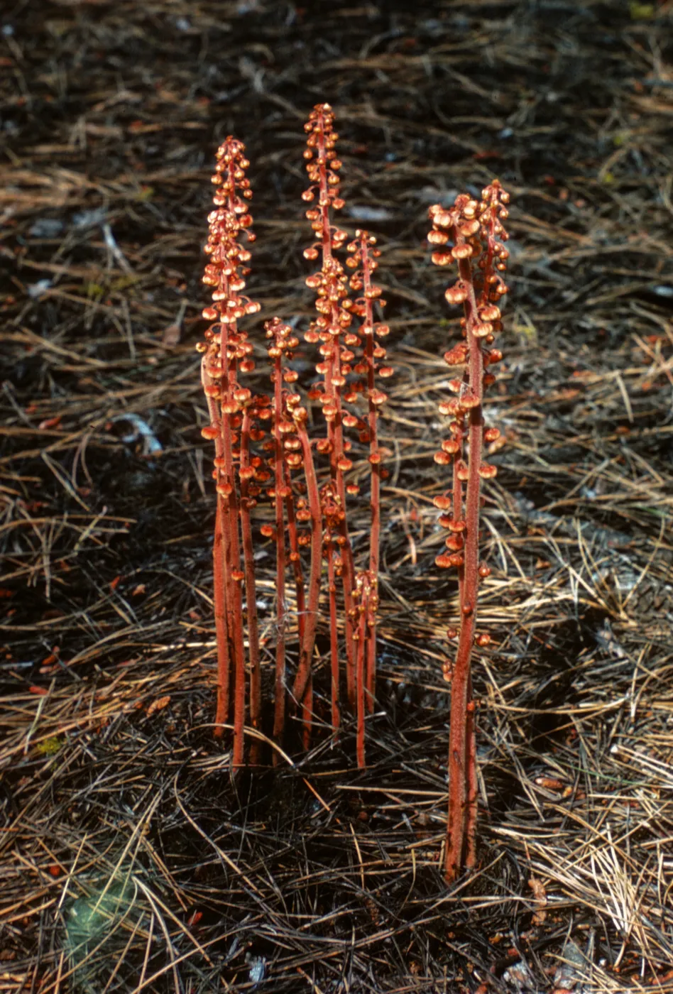 pinedrope, Dorothy King Young