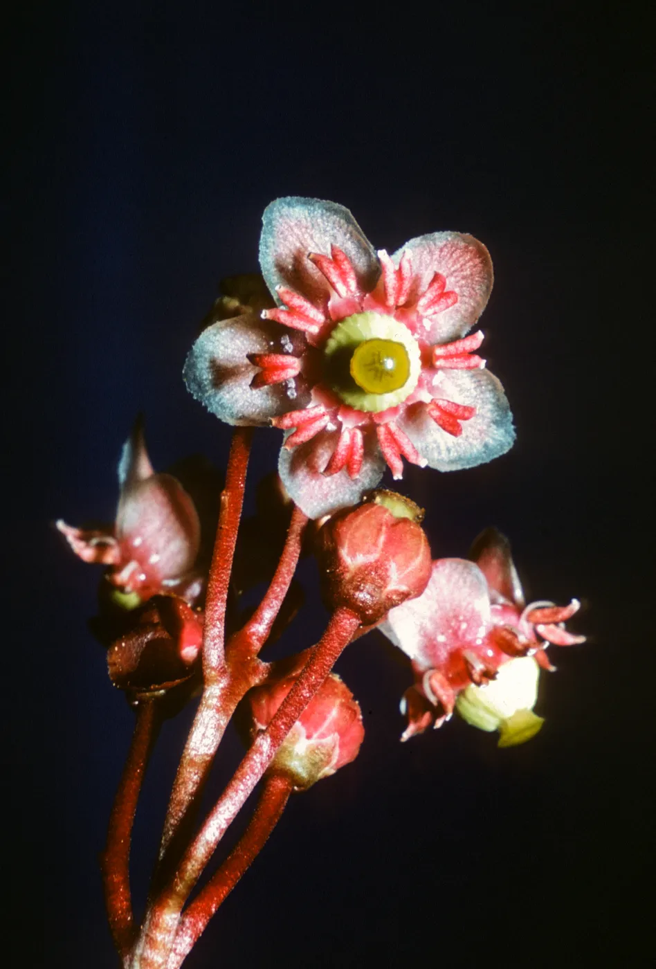 Chimaphila menziesii, Dorothy King Young