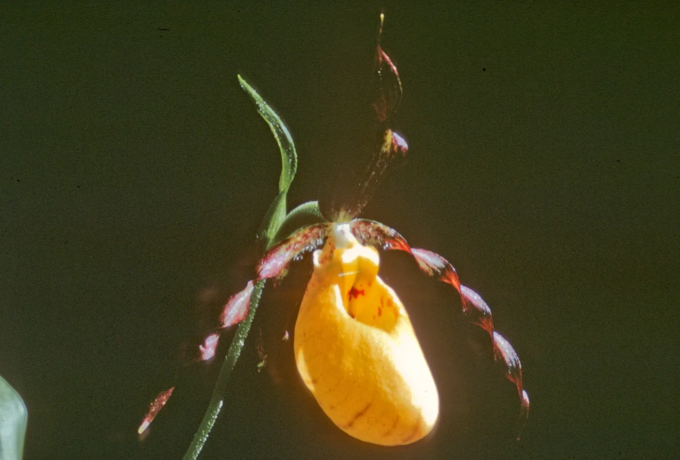 Cypripedium fasciculatum, lady slipper, Dorothy King Young