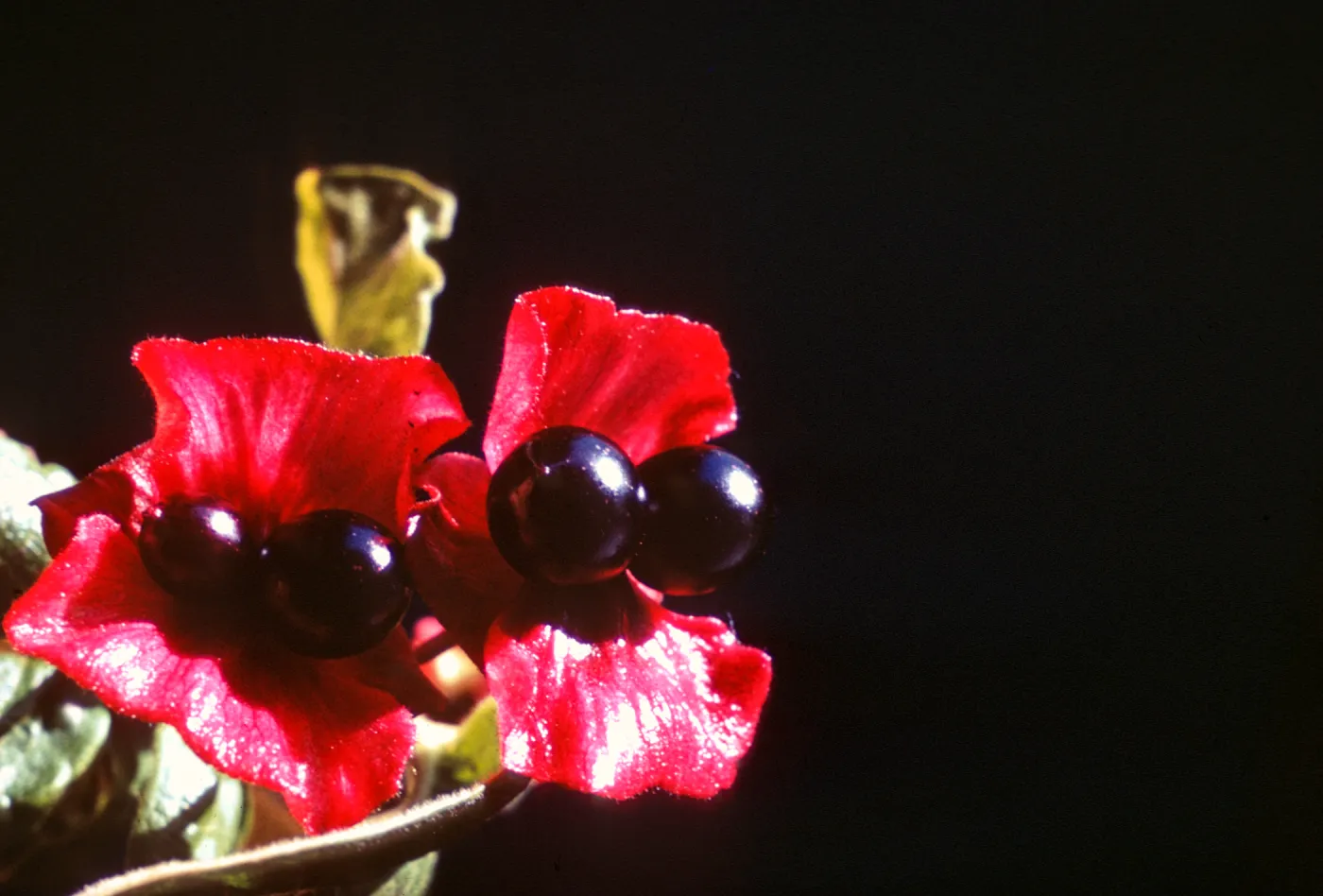 Lonicera involucrata, twin berry, Dorothy King Young
