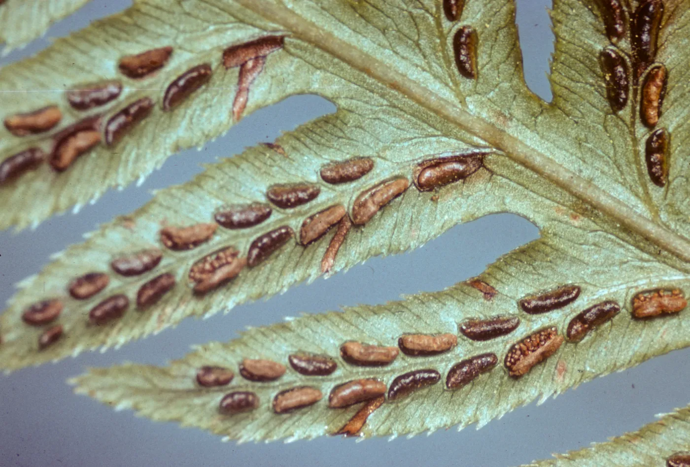 Woodwardia fimbriata. San Leandro, Dorothy King Young