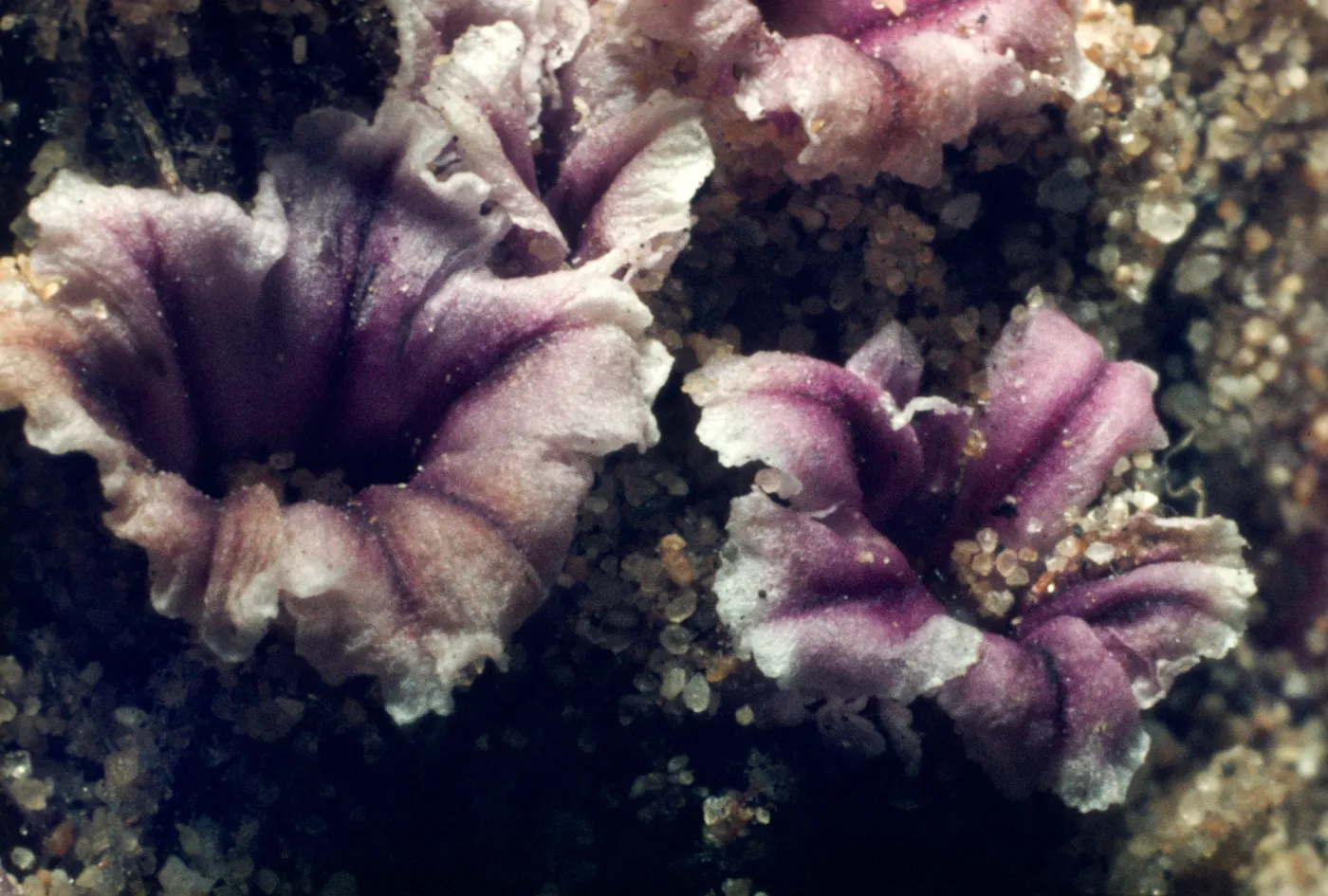 Pholisma arenarium