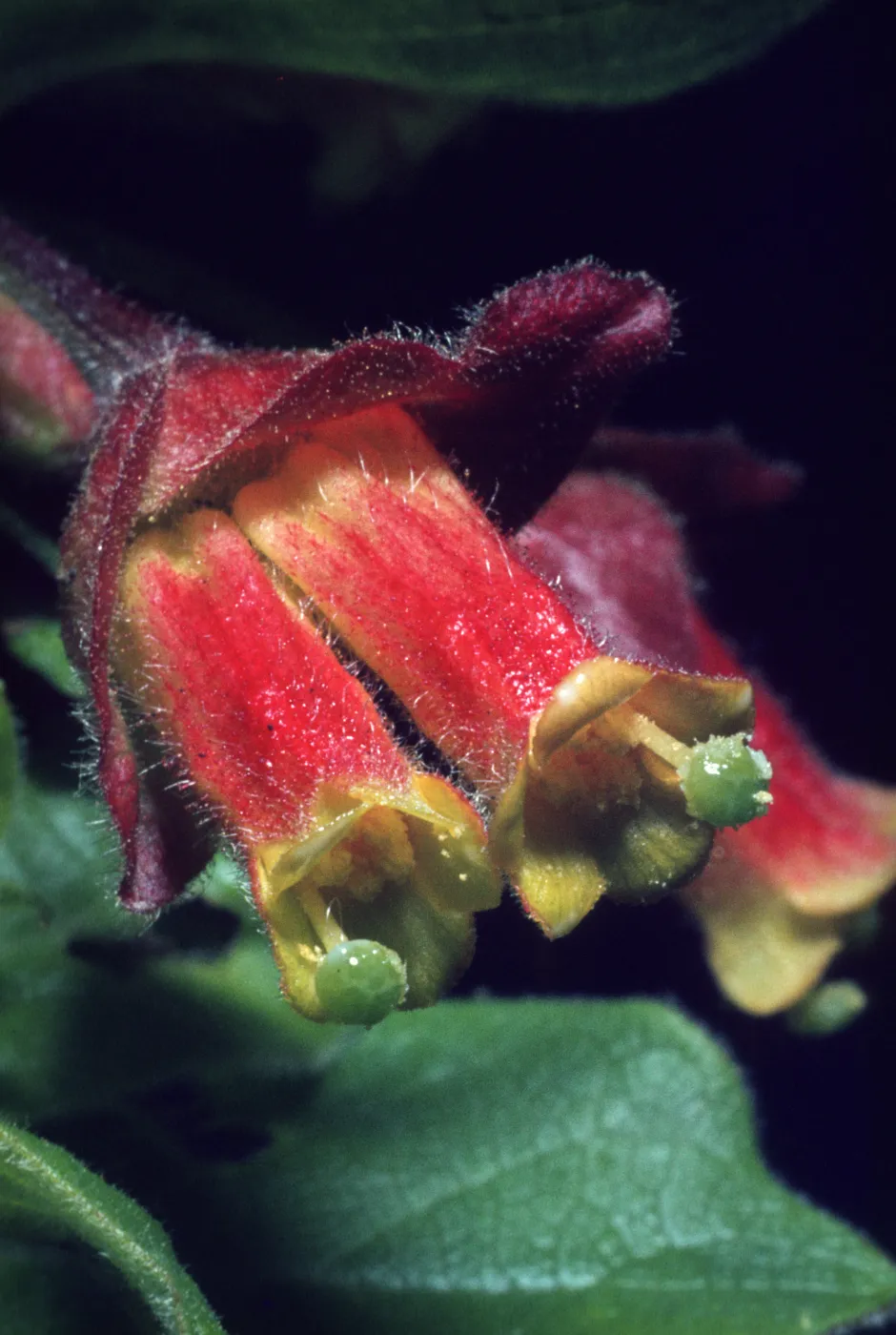 Lonicera involucrata