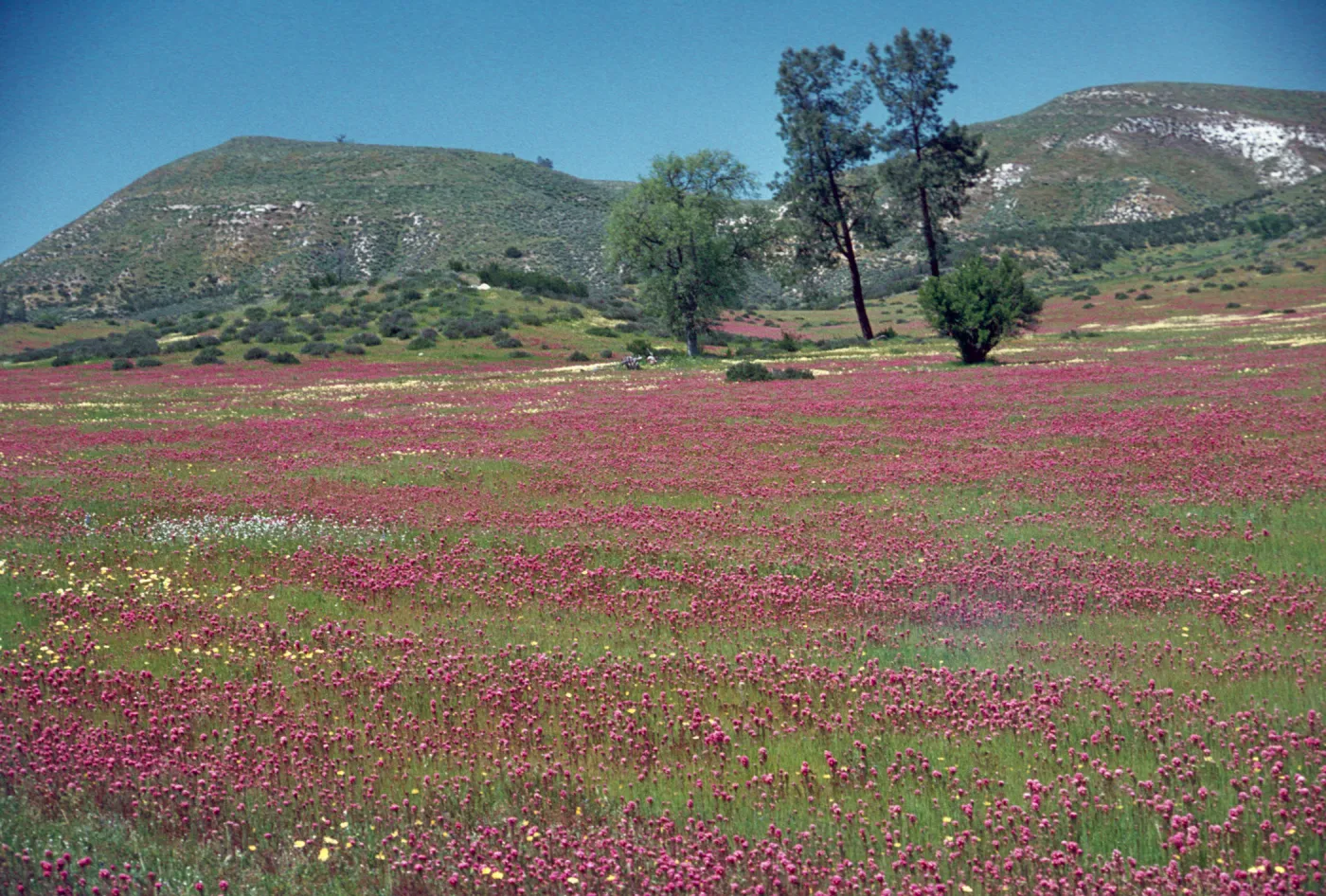 Field of Orthocarpus, Shell Creek, San Luis Obispo County