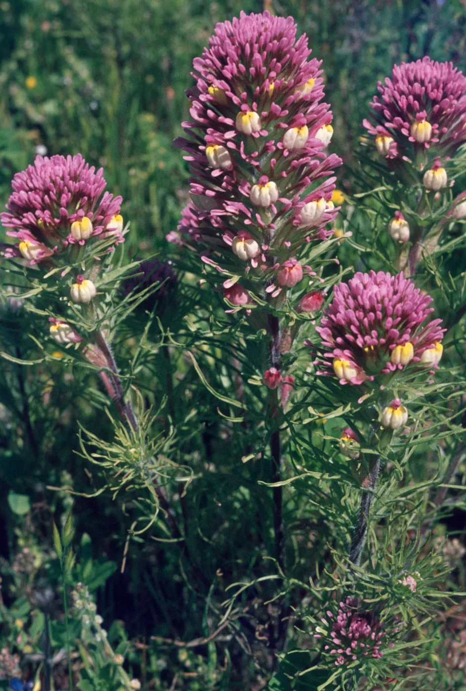 Orthocarpus purpurascens