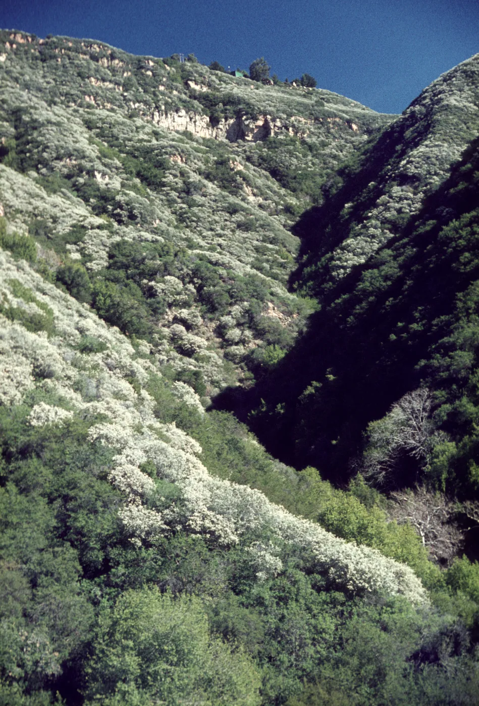 Ceanothus megacarpus