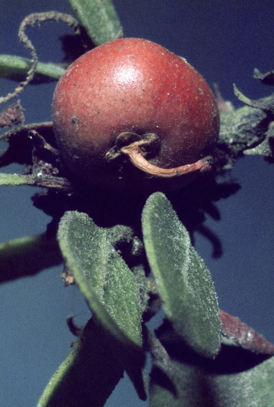 Arctostaphylos rudis