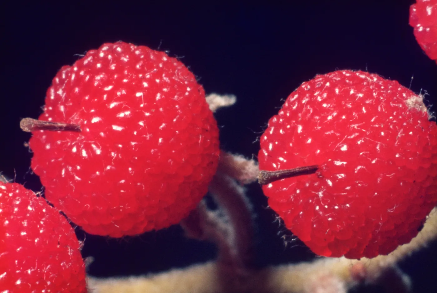 Comarostaphylis diversifolia ssp. planifolia