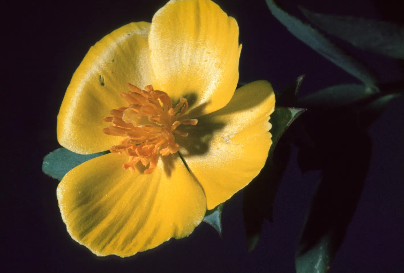 Dendromecon rigida