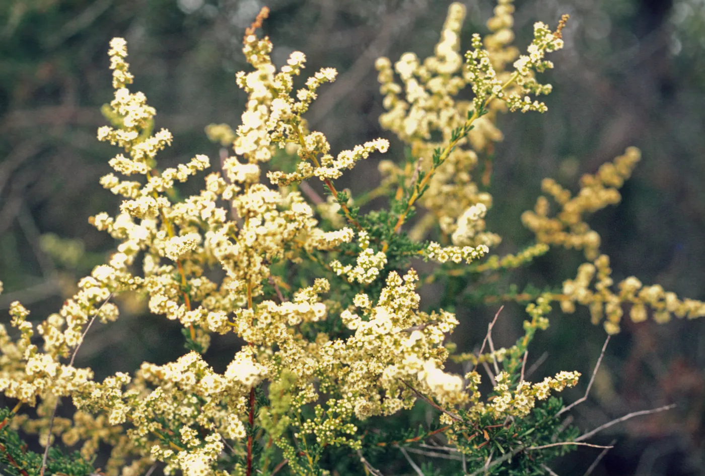 Adenostoma fasciculatum