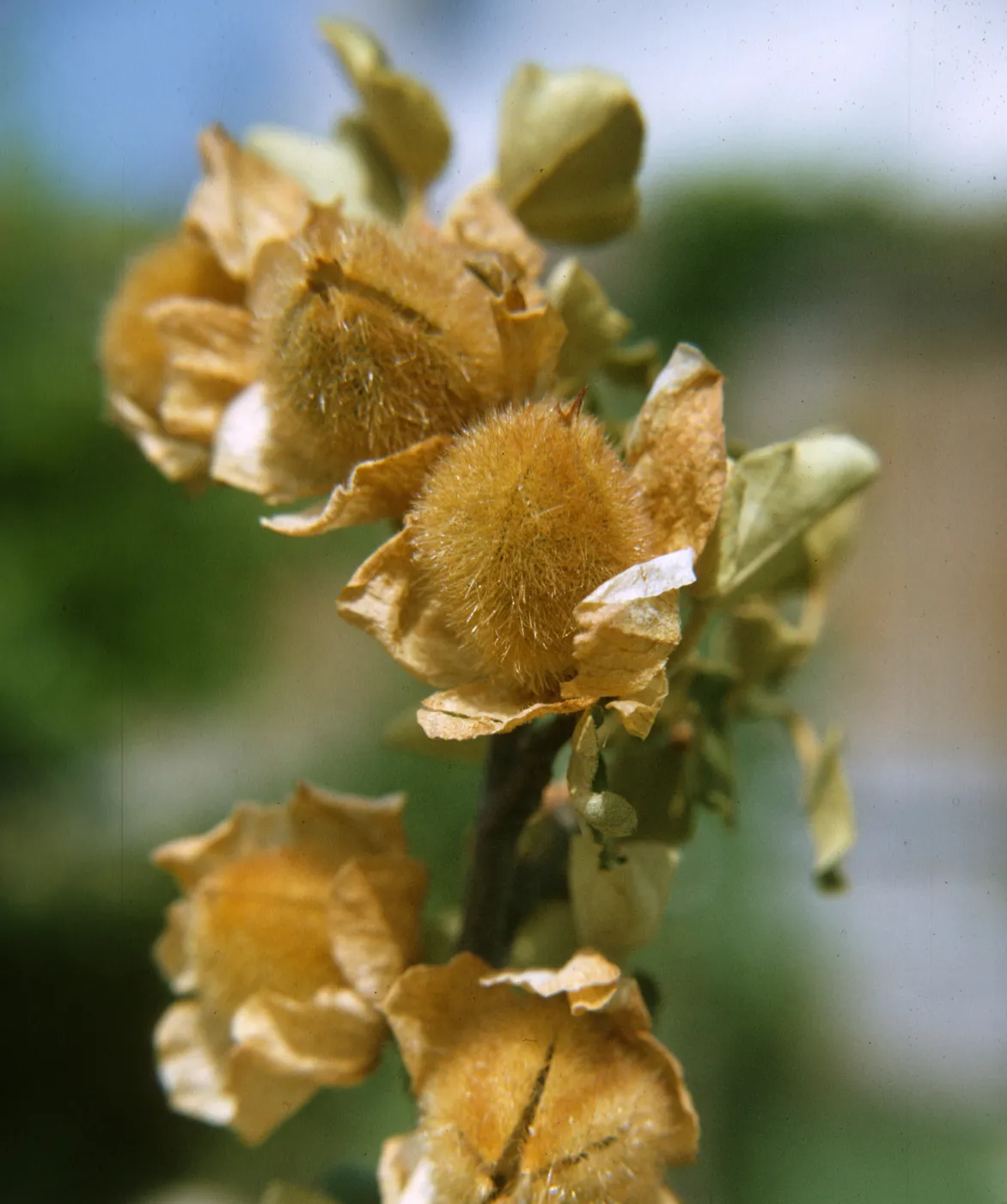 Fremontodendron