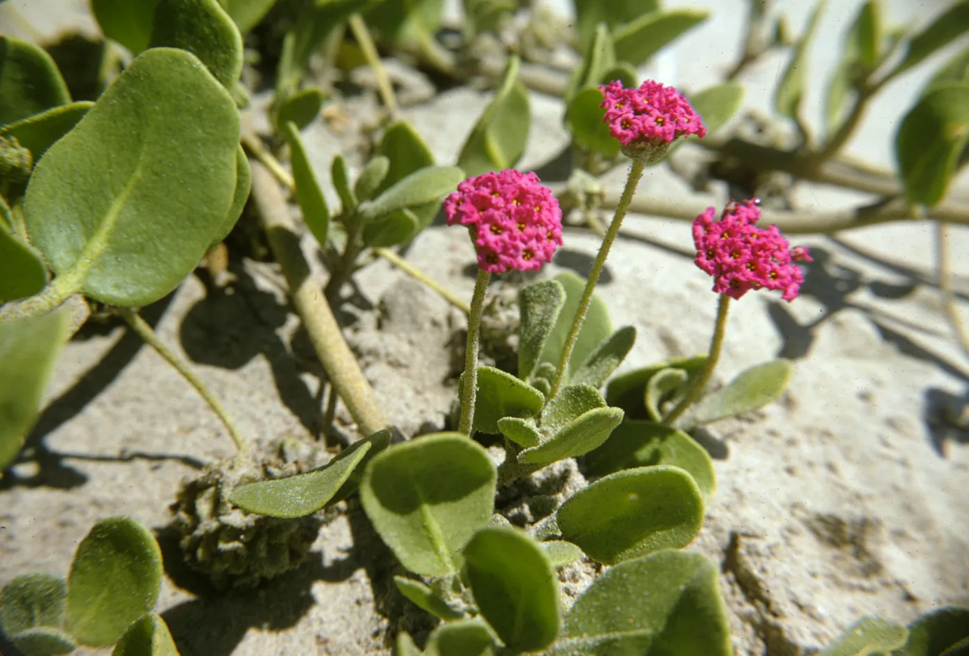 Abronia maritima