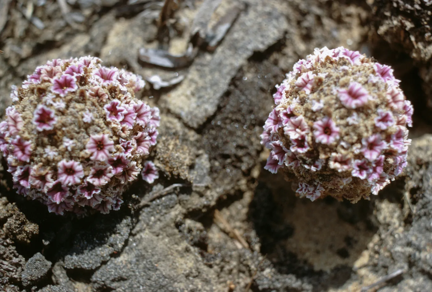 Pholisma arenarium