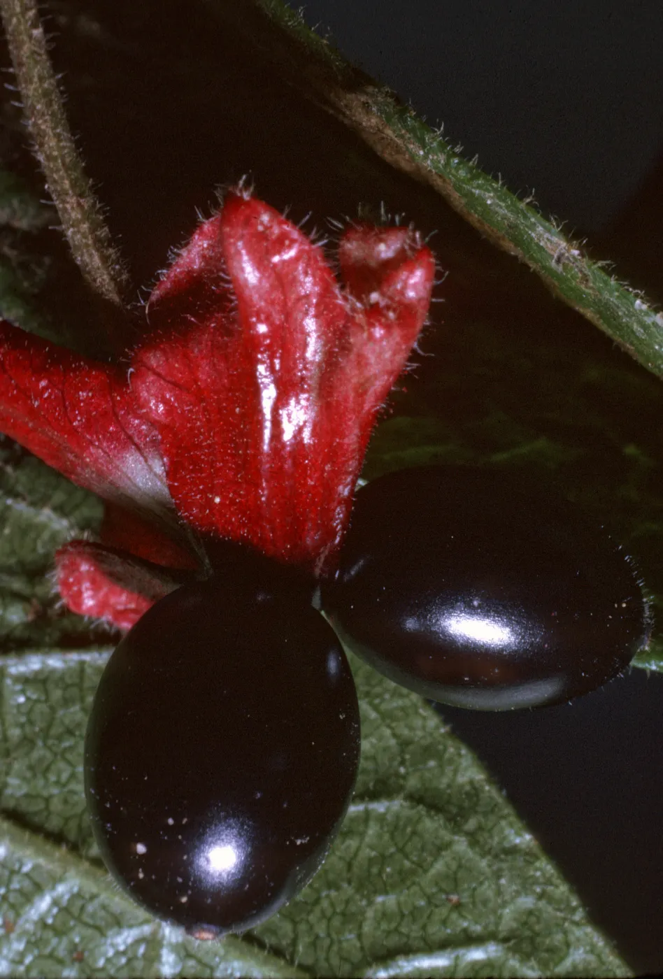 Lonicera involucrata