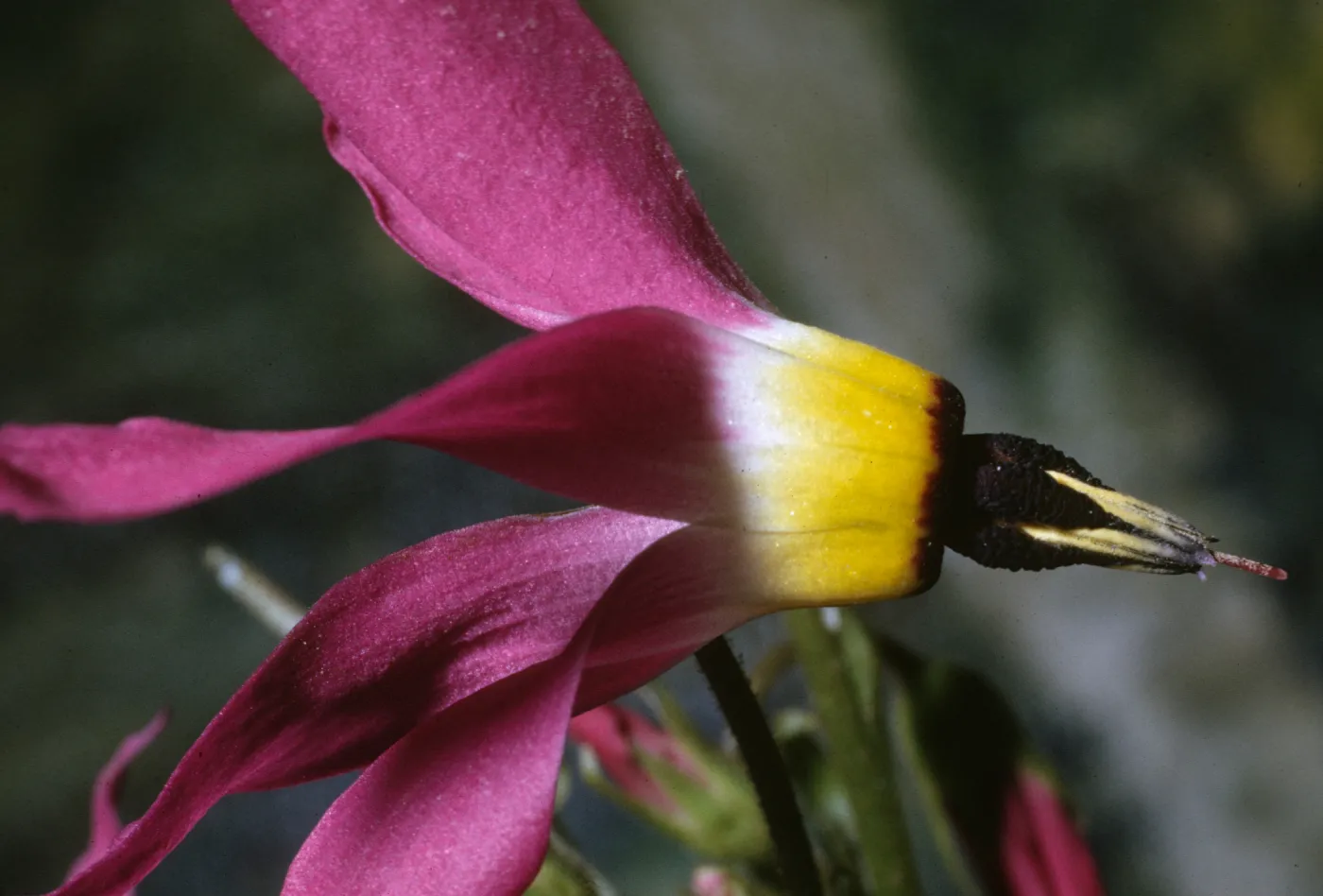 Dodecatheon clevelandii