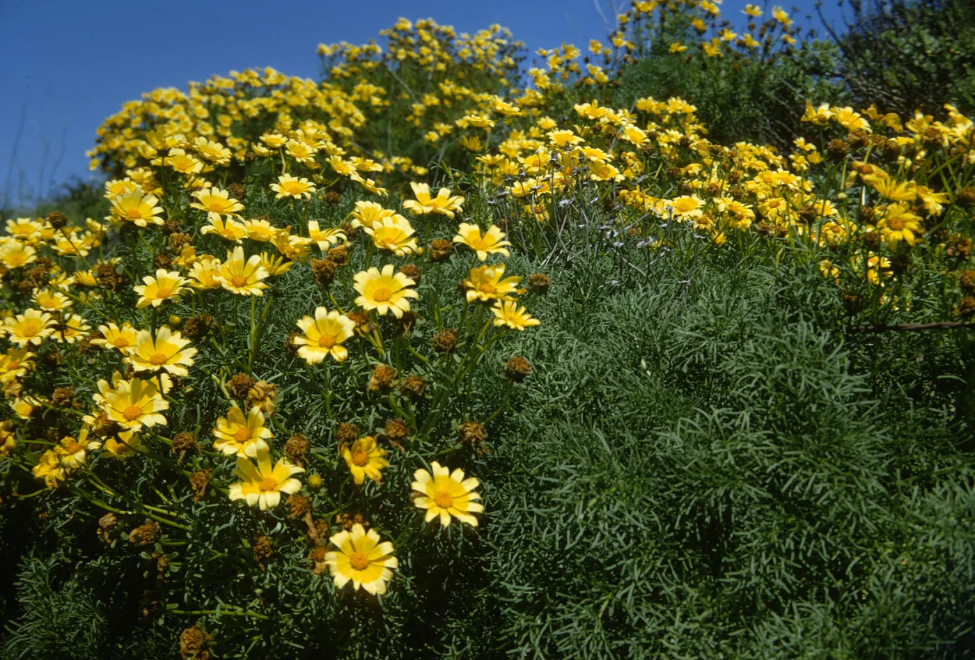 Coreopsis gigantea