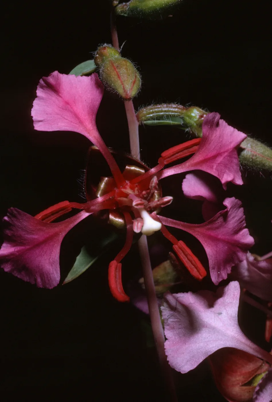 Clarkia unguiculata