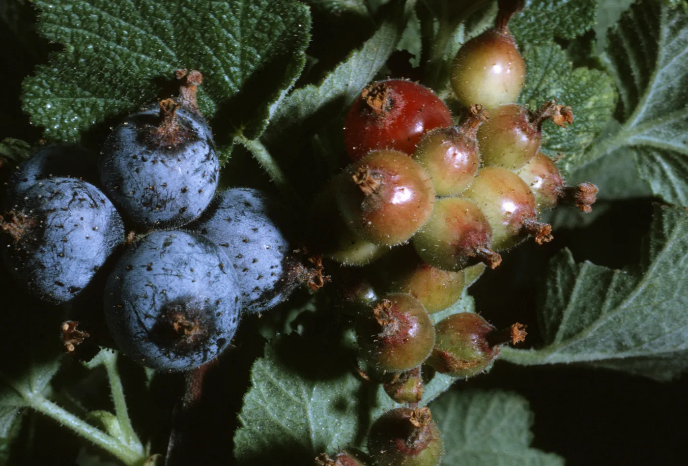 Ribes malvaceum