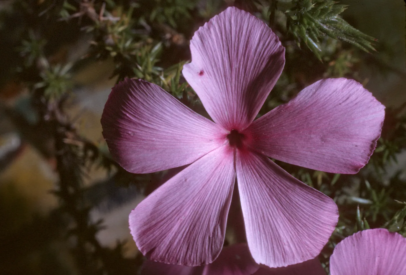 Leptodactylon californicum