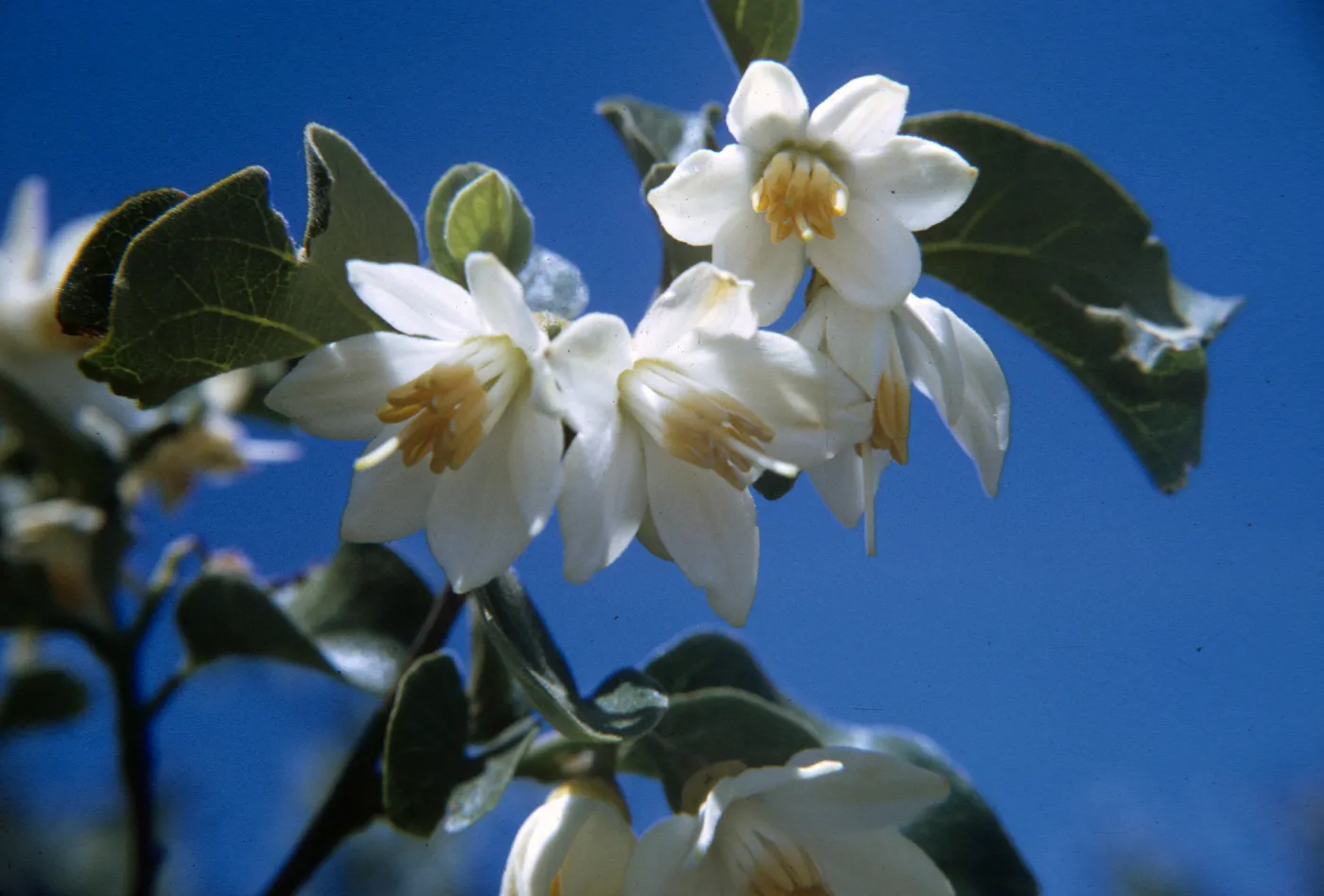 Styrax officinalis ssp. fulvescens