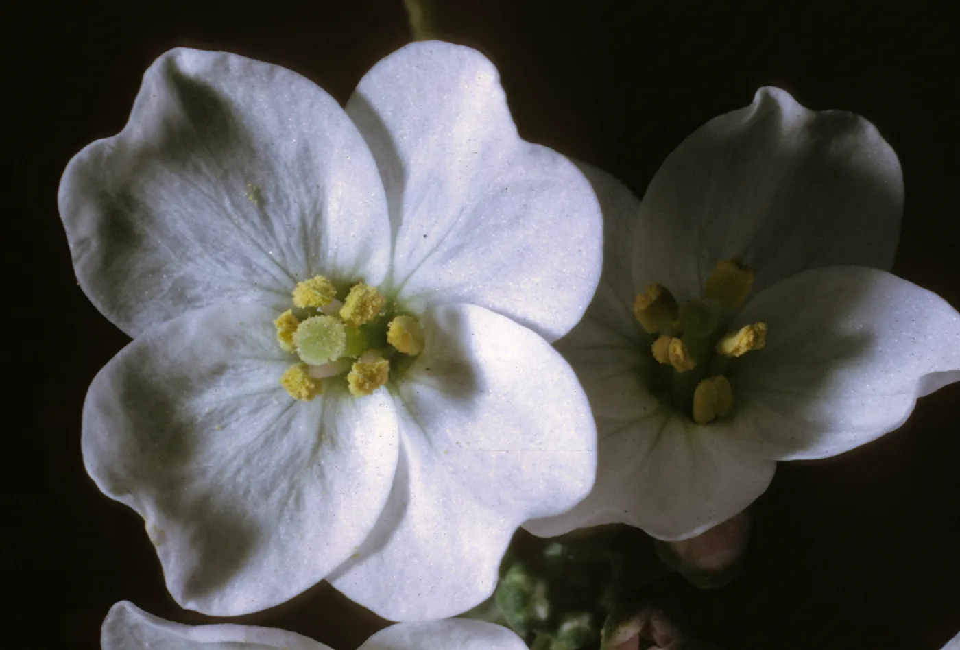 Dentaria californica