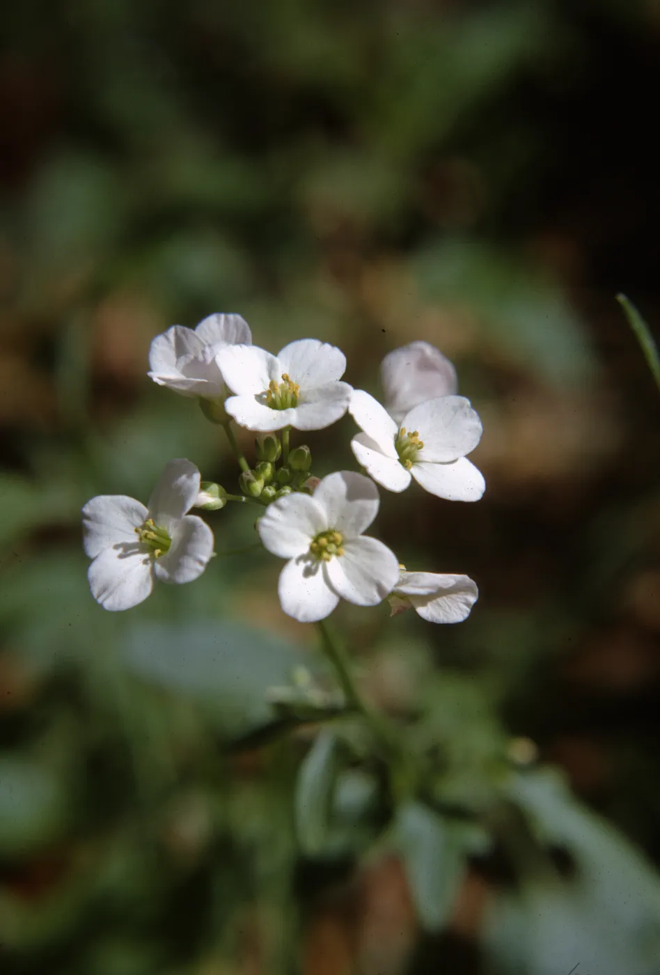 Cardamine californica