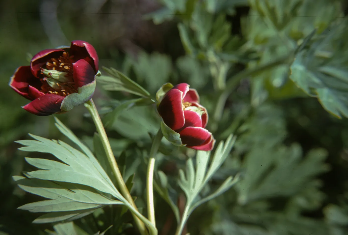 Paeonia californica