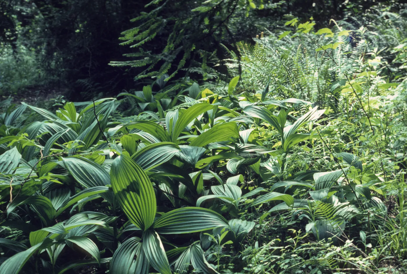Veratrum fimbriatum