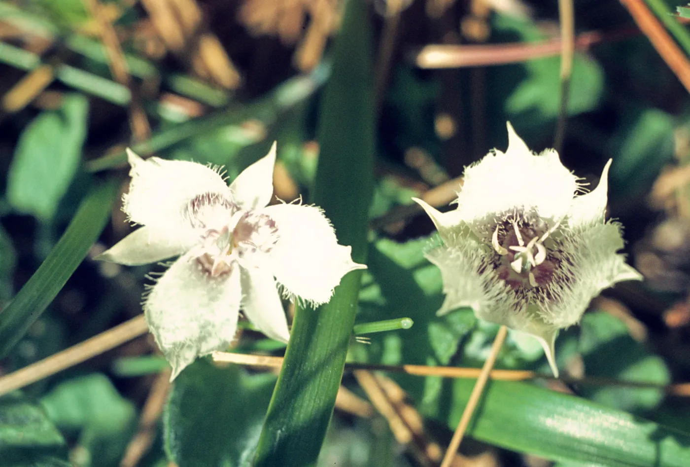 Calochortus tolmiei