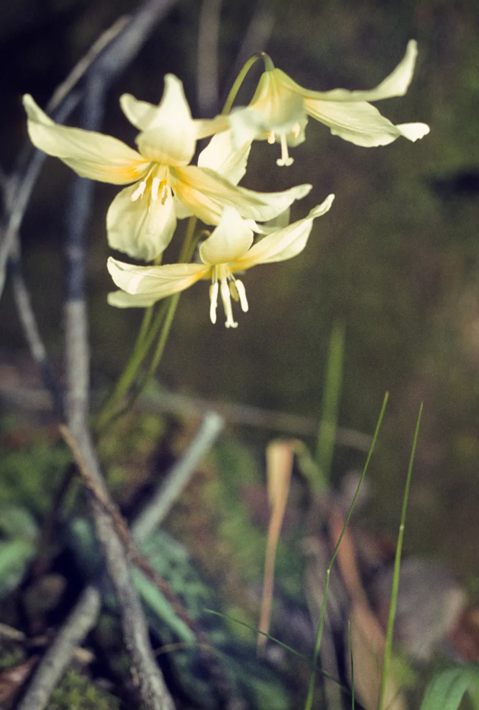 Erythronium californicum