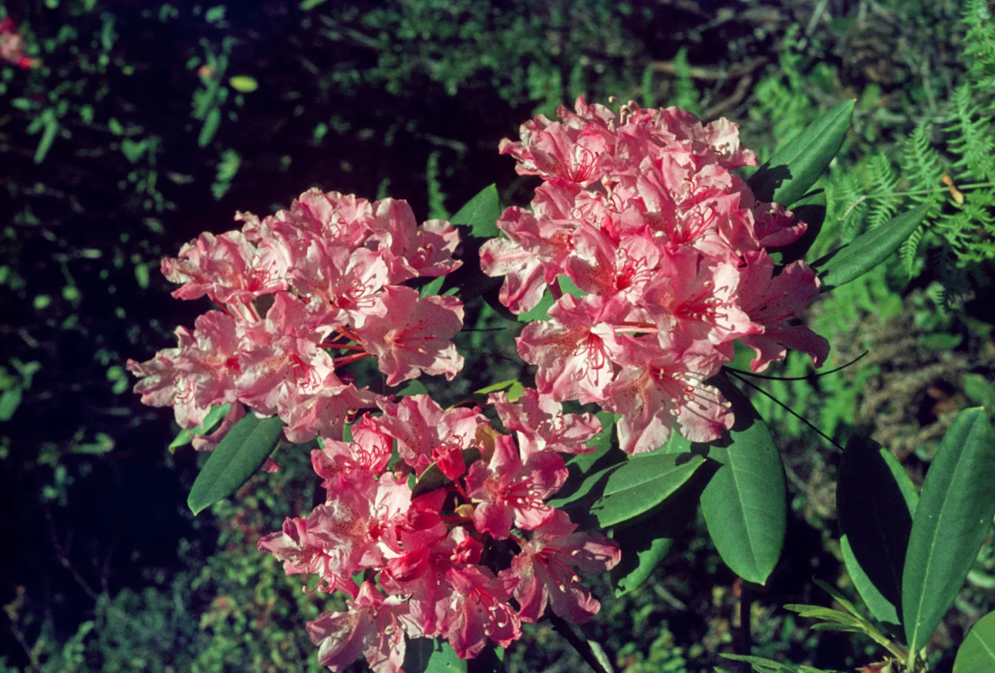 Rhododendron macrophyllum