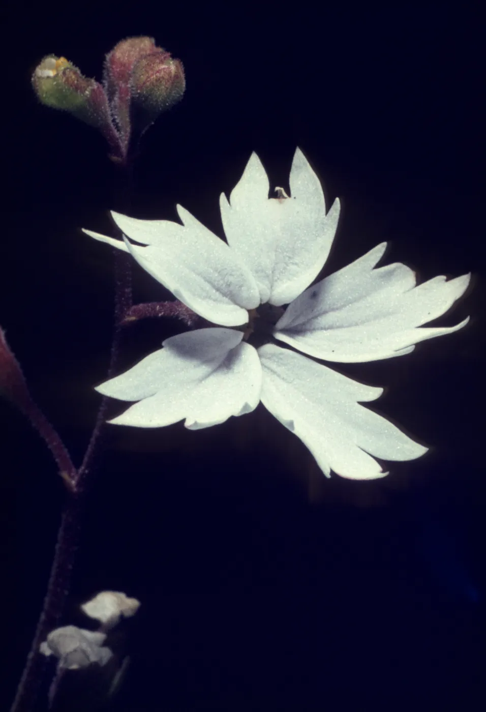 Lithophragma