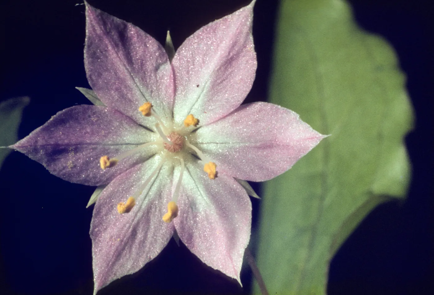 Trientalis latifolia