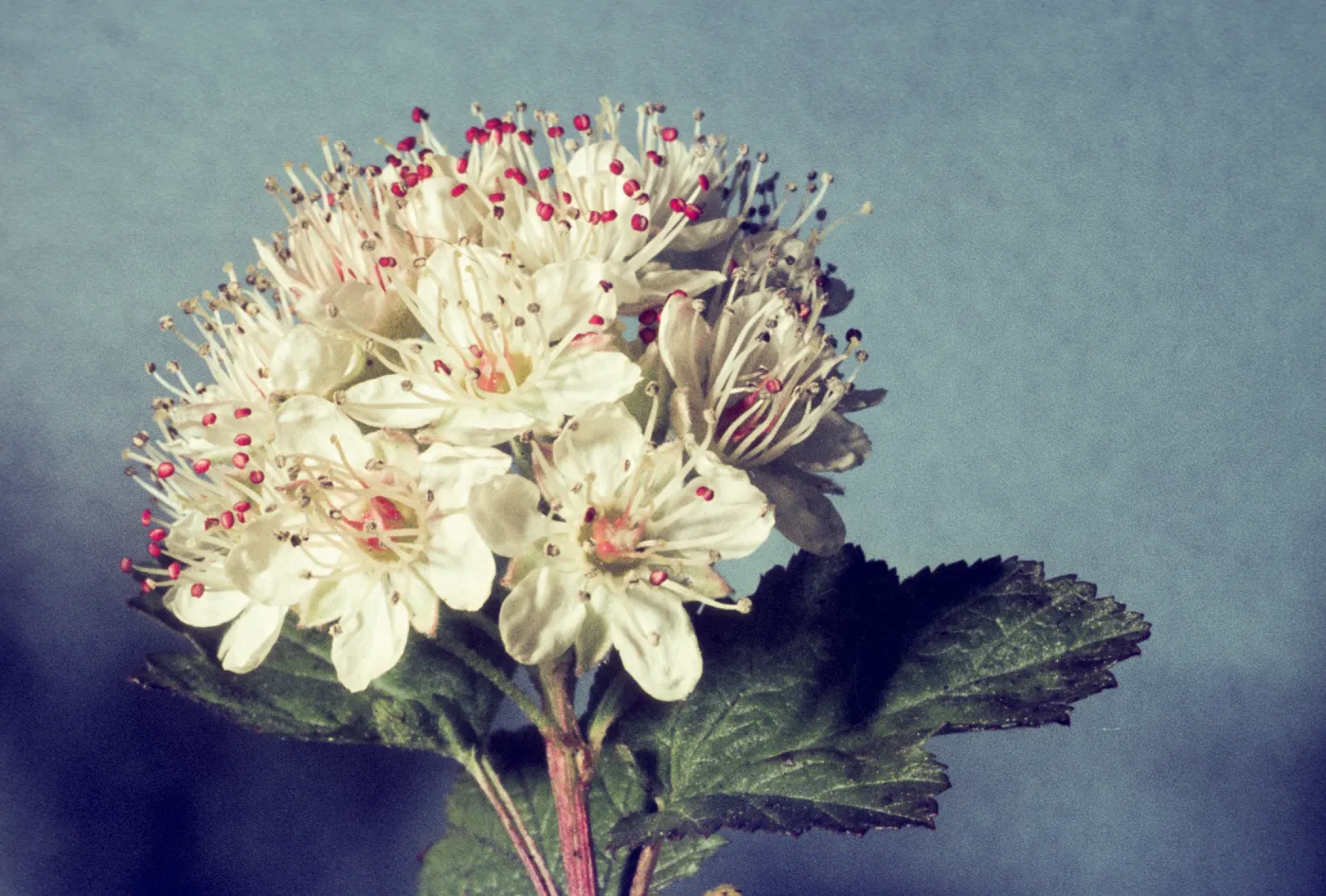 Physocarpus alternans