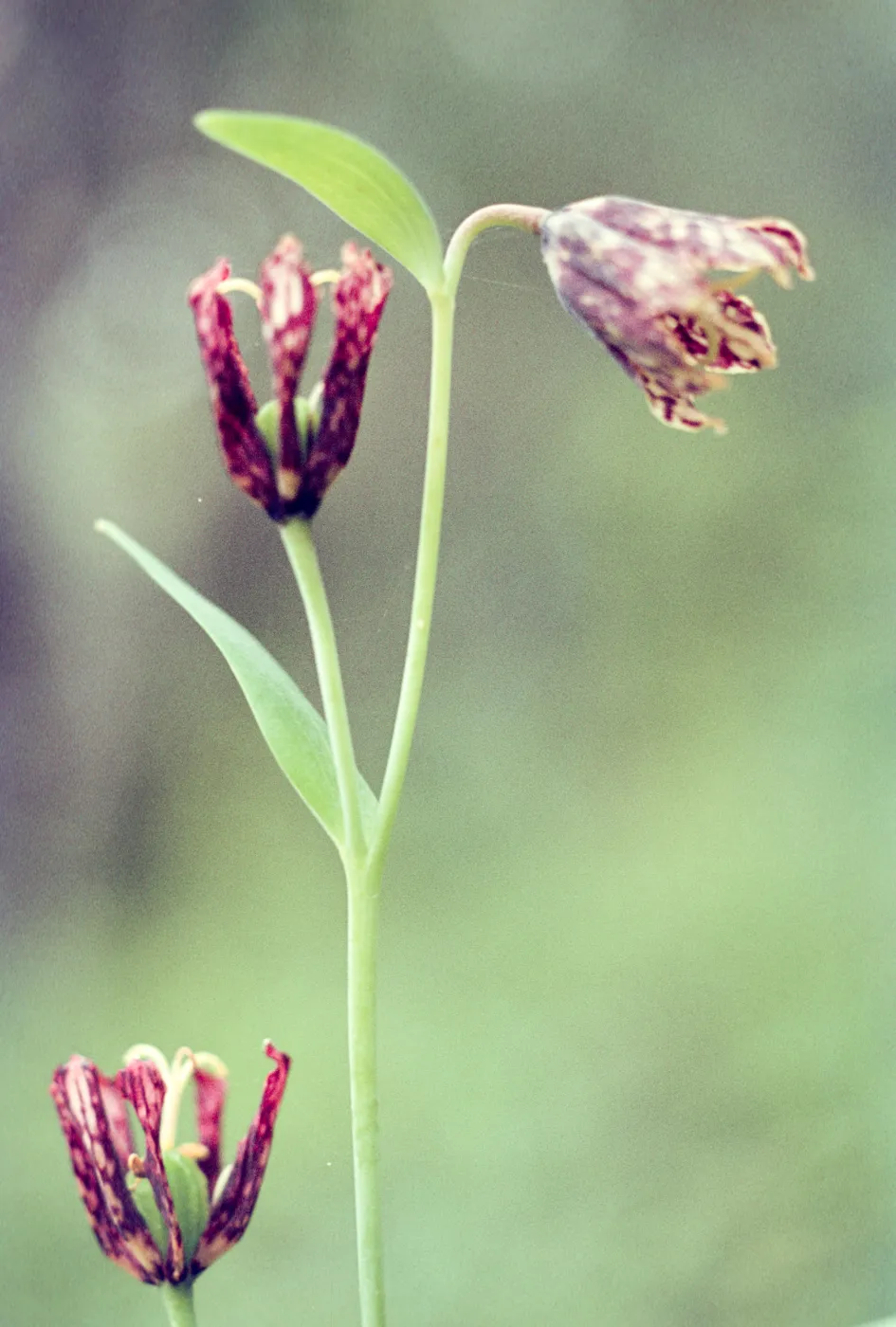 Fritillaria lanceolata 