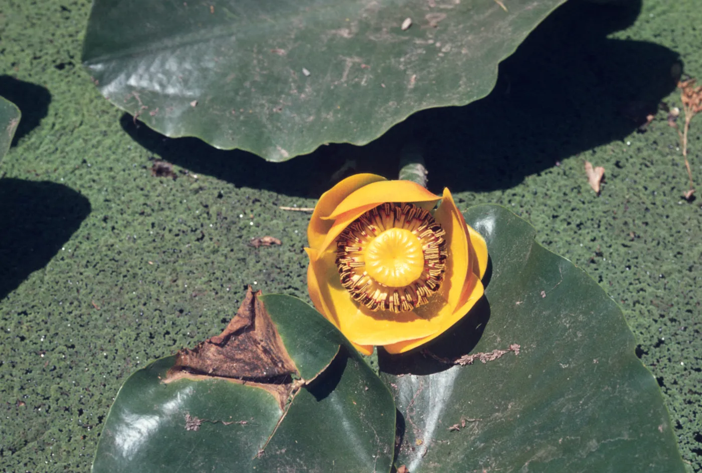 Nuphar polycephalum