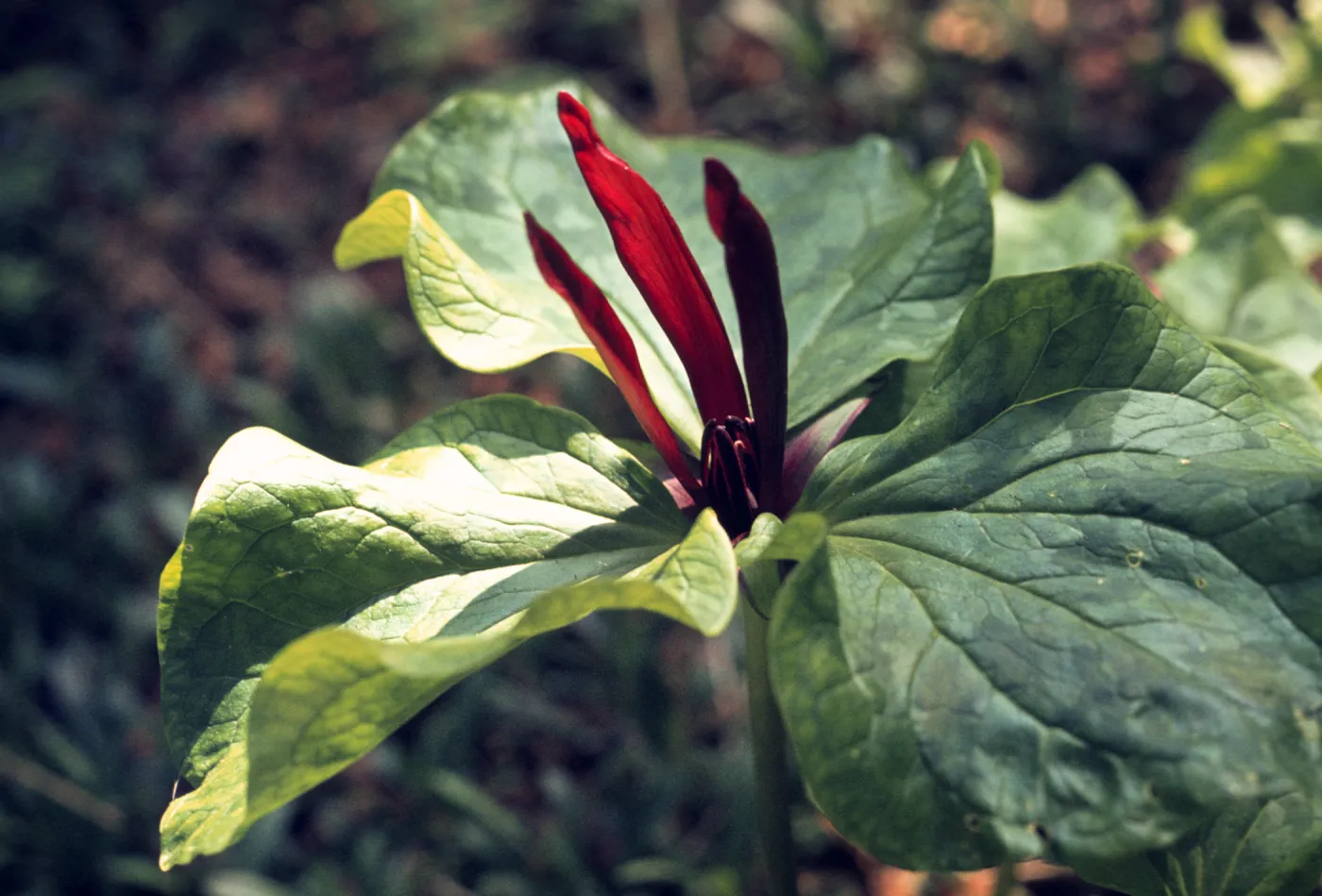 Trillium chloropetalum