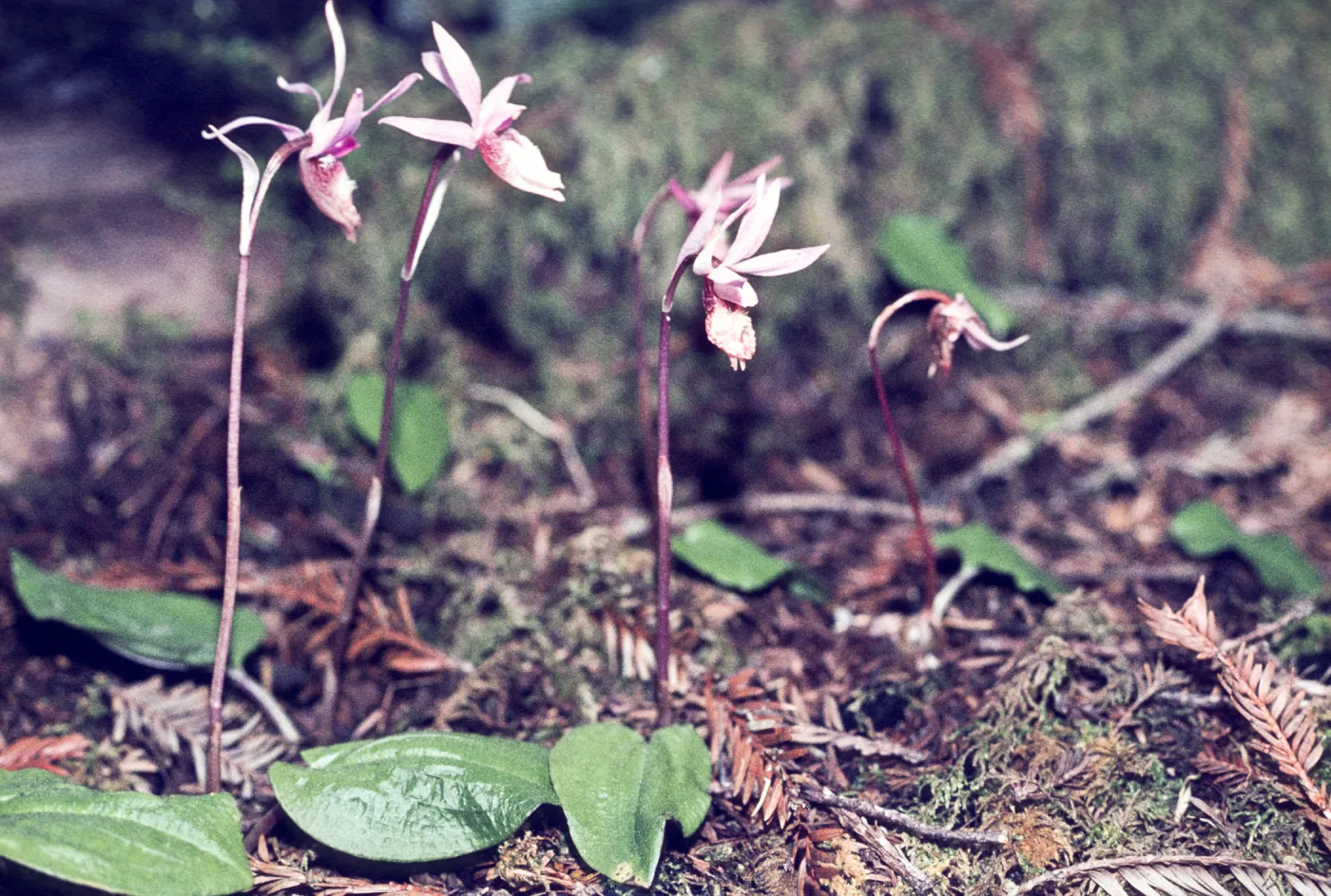 Calypso bulbosa 